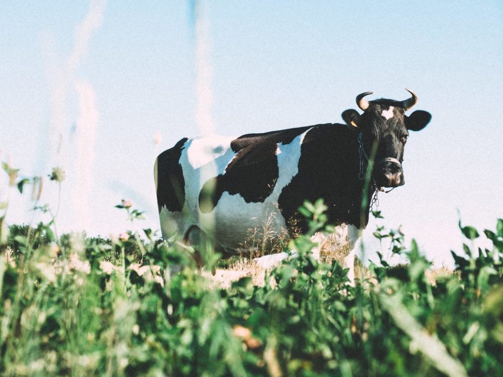 What it’s Like Working on a Dairy Farm as a Woman